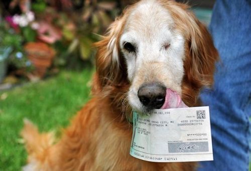 爱犬吃500美元纸钞男子拾狗粪挑纸屑找回（图）