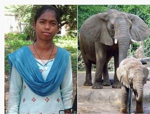 能与大象沟通的印度女孩托波（图片来自台湾东森新闻云）