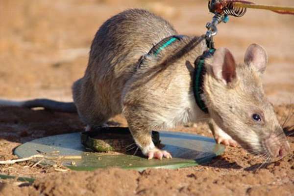 英国协助莫桑比克训练大老鼠 帮助搜寻地雷(图)