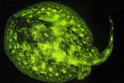 发光鱼深海发光鱼_龙太子供应网