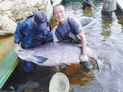 泼河水库日前捕到的一条青鱼