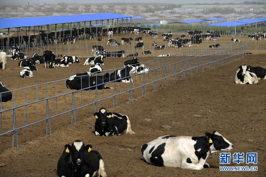 农业科技示范基地沙漠奶牛养殖显效益