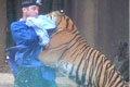 实拍澳大利亚动物园老虎攻击饲养员