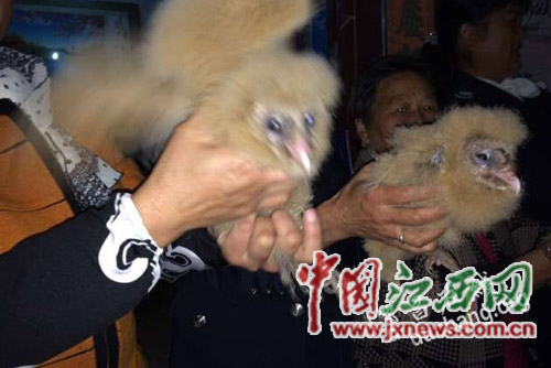 都昌村民捡到5只猴面鹰 属国家二级保护动物