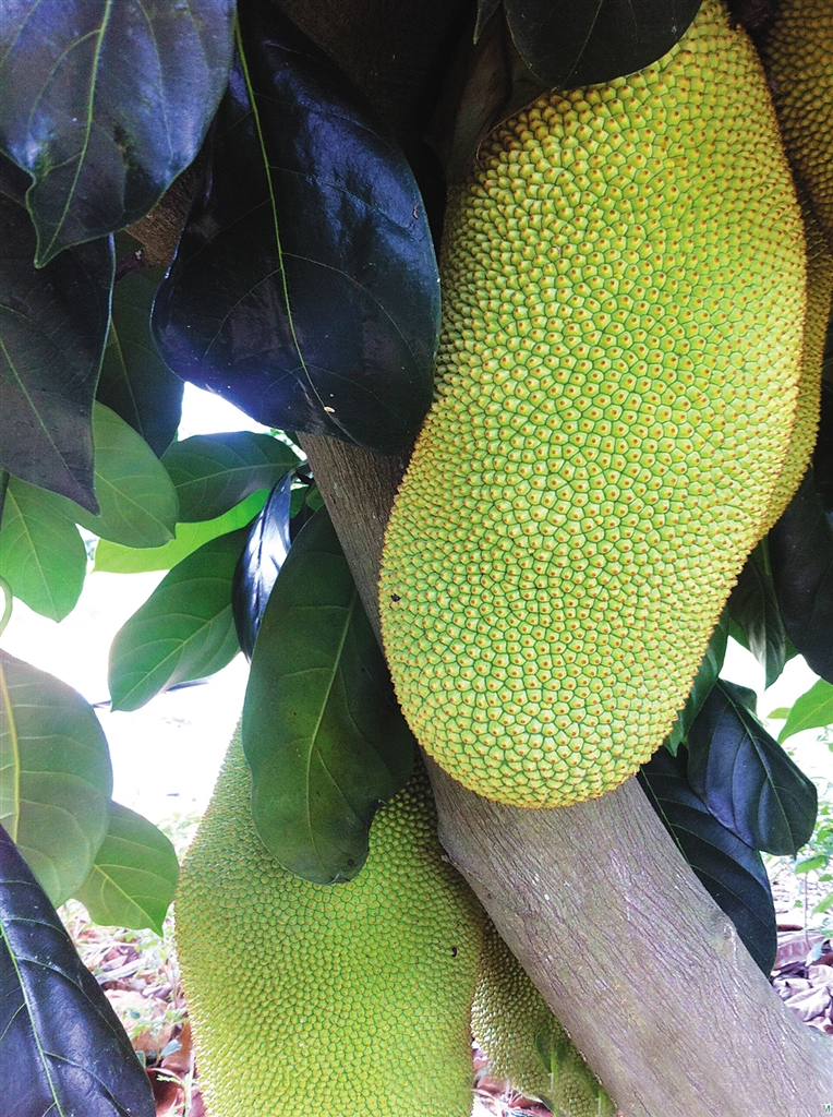 榴莲蜜:海南人都不一定知道的水果