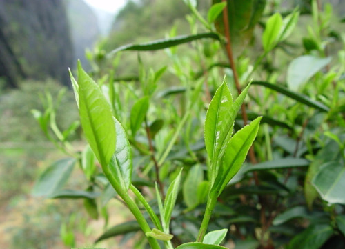 茶叶收获季 海南茶园该如何把春留住?