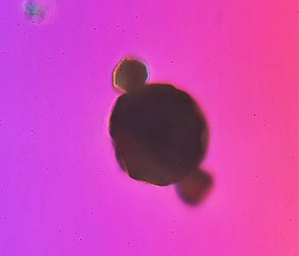 用显微镜把雾霾放大1000倍什么样子?吓尿了!