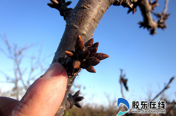 花芽长得还挺饱满