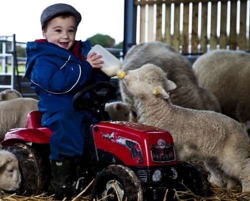 2岁男孩成英国最小牧人管6只羊能力出色（图）