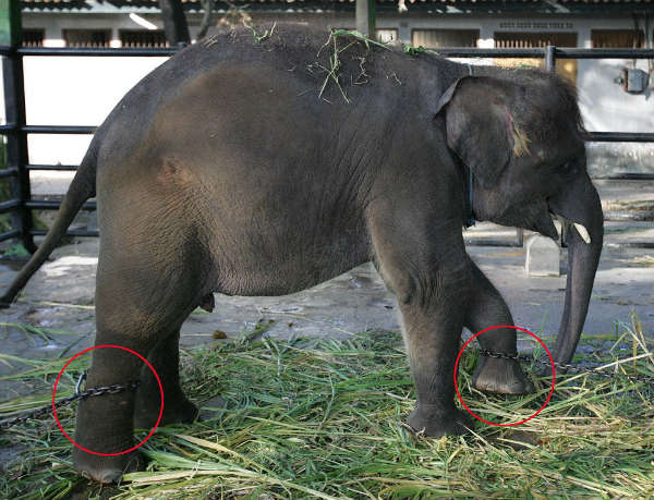 印尼苏腊巴亚动物园一头小象两条腿被戴上镣铐。（网页截图）