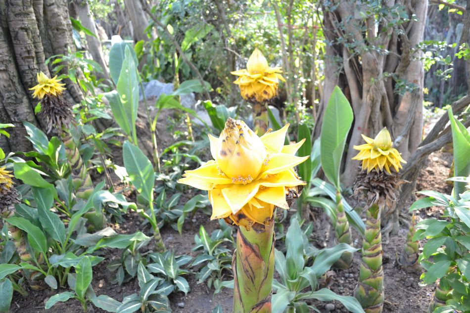 探营青岛世园会植物馆 2万株奇花异草亮相