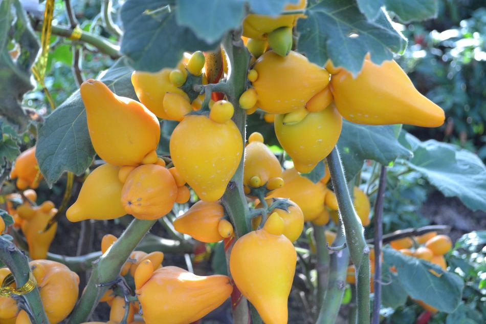 探营青岛世园会植物馆 2万株奇花异草亮相