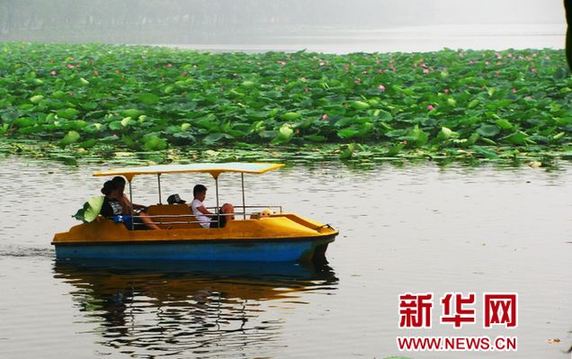 山东章丘白云湖荷花节盛装开幕 历时一个月