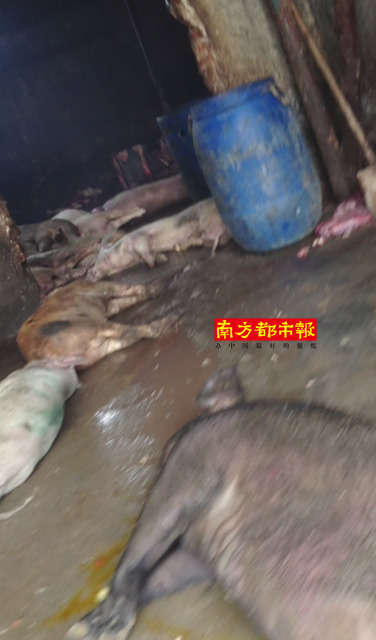 深圳黑作坊日产万斤死猪肉流入市场 执法队坐视不管