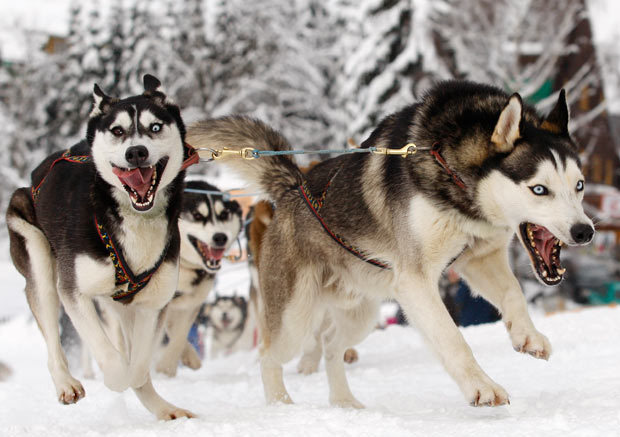 探秘世界最艰苦雪橇犬大赛