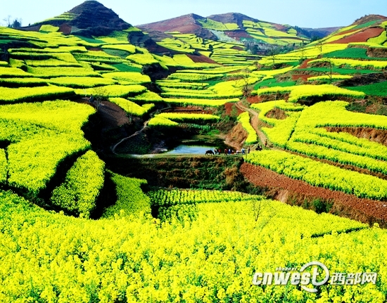 2012年陕西最美的十大赏花地