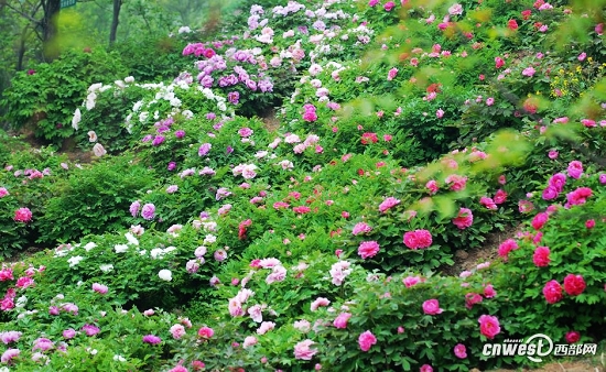 2012年陕西最美的十大赏花地