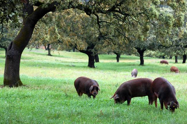 全球最贵火腿制作过程 猪越黑越好放三年才能
