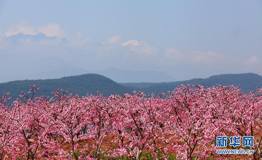在那桃花盛开的地方 四川汉源赏万亩桃花