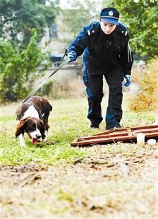 图为：搜爆犬在仔细、紧张地工作