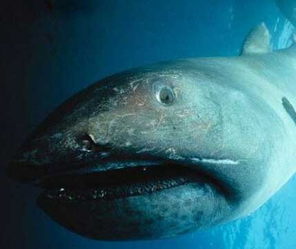 6/10巨口鲨非常罕见奇特,因为它们只有自己一个家族分类:巨口鲨科