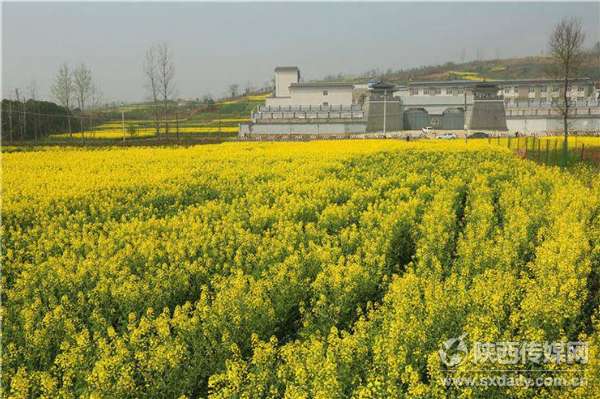 阳春三月踏春赏花汉中万亩油菜花海盛开【7】