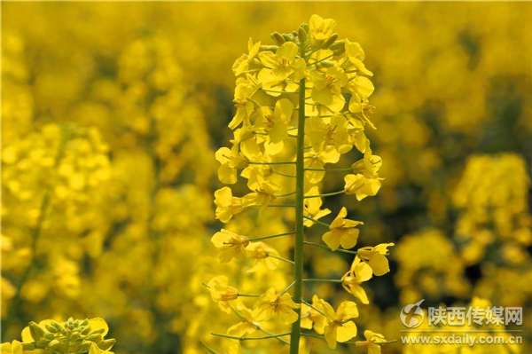 阳春三月踏春赏花汉中万亩油菜花海盛开【8】