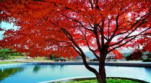 【休闲赏景】栖霞秋色 枫叶红于二月花_江苏频道_凤凰网