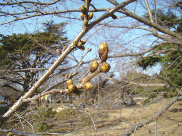 专家初步预测青岛中山公园樱花花期 或比常年