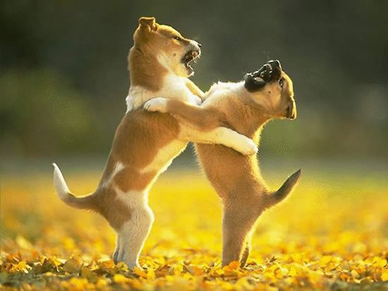 两狗打架引发主人街头枪击血案 3名路人受伤_湖北频道_凤凰网