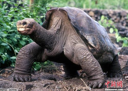 世界最后一只象龟去世 年龄有100岁