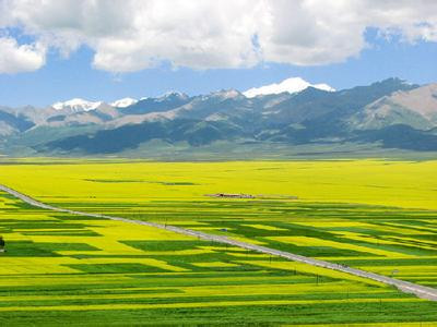 美丽的黄金牧场--祁连山草原