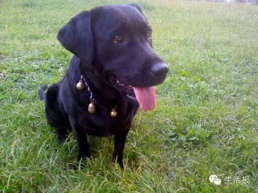 哈市远大都市绿洲小区5条宠物狗1天内接连被