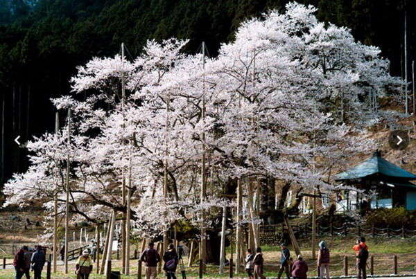 日本1500年老樱树盛开 树高达16米(图)