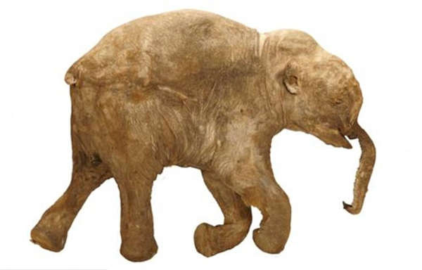 　　柳芭是目前世界上已发现的保存最完整的猛犸象化石，于2007年在俄罗斯西伯利亚的尤瑞贝河（Yuribei）被发现。