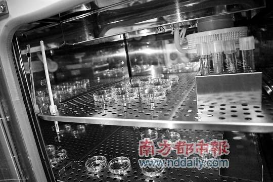 深圳 人卵 交易图片