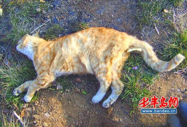 青岛现虐猫事件:猫屁股被海绵堵死致活活憋死