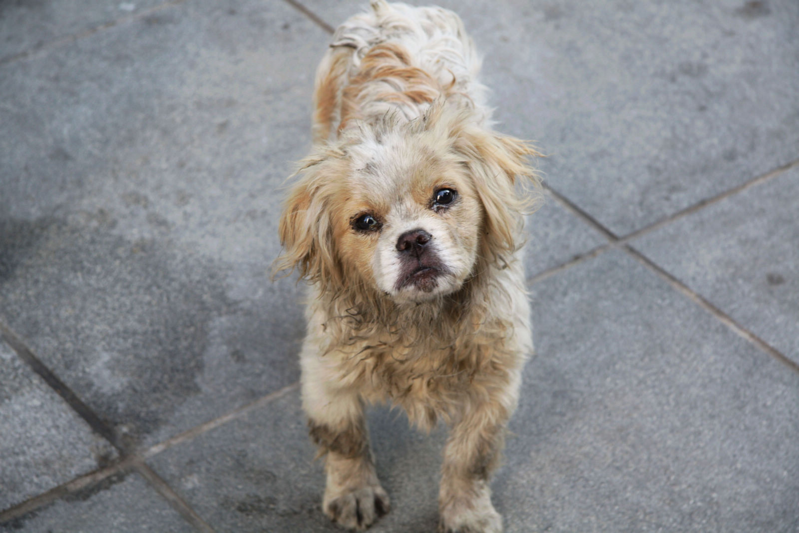 流浪狗“逛”幼儿园吓坏众师生 民警及时帮忙驱赶_江西频道_凤凰网