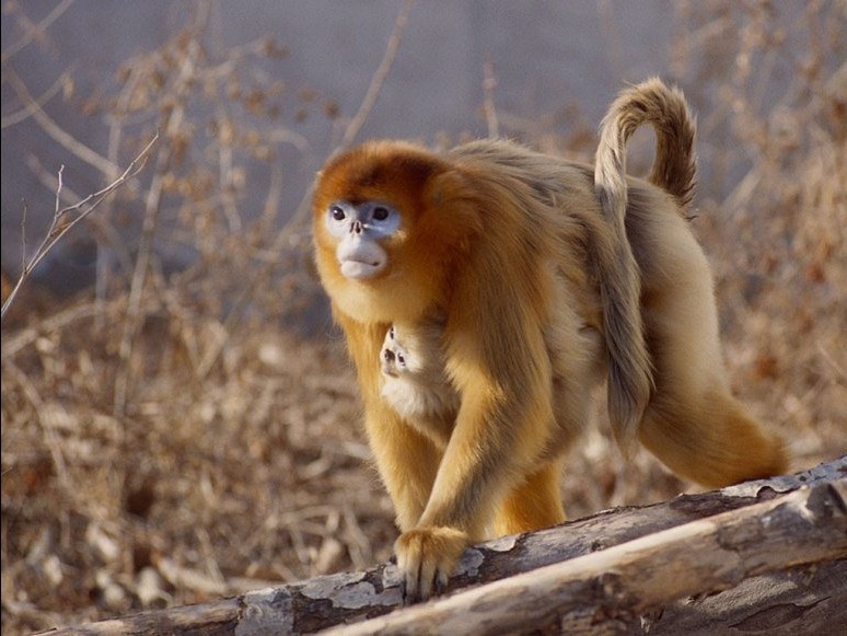 寻找亚洲最萌猴 西安黄金仰鼻猴入选