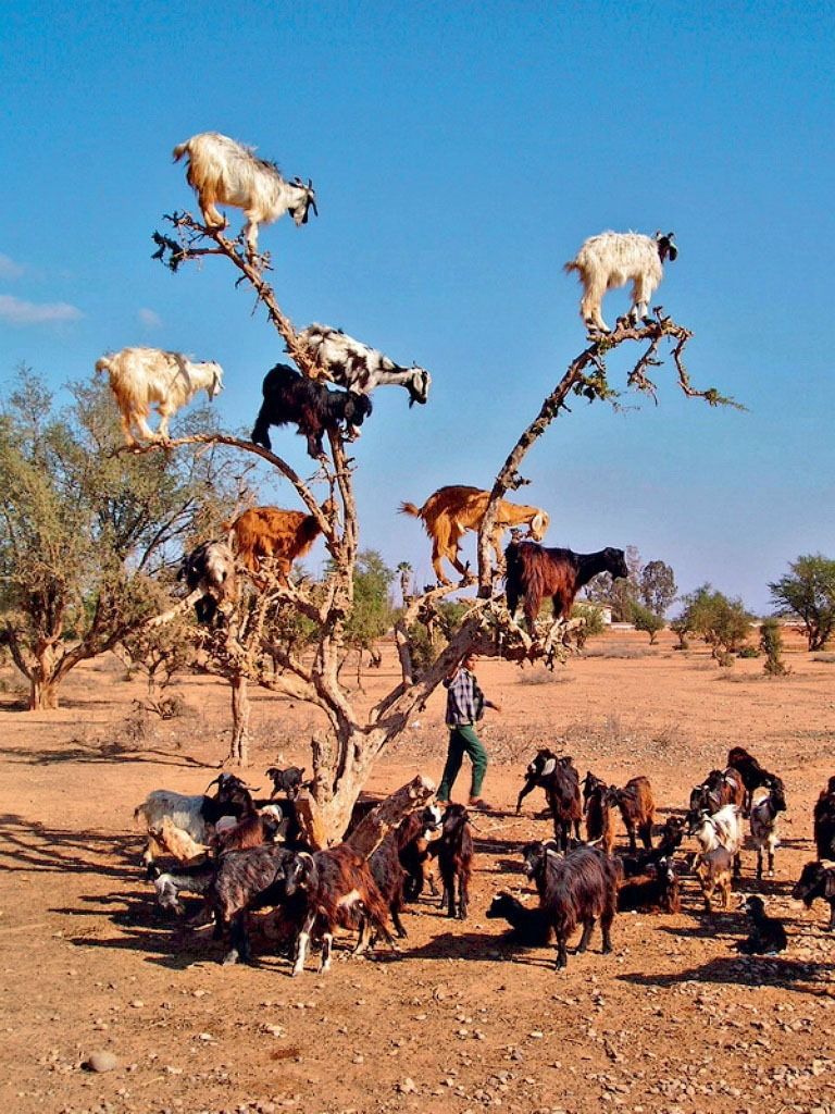 山羊爬树 撒哈拉沙漠惊现奇景“羊上树”