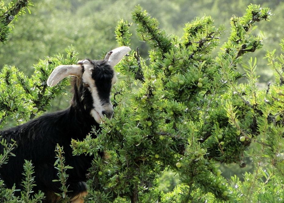 山羊爬树 撒哈拉沙漠惊现奇景“羊上树”