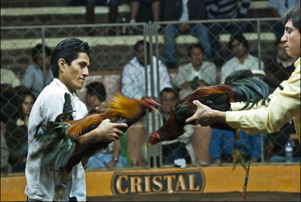 秘鲁传统斗鸡尚未禁止 驯养技术代代相传