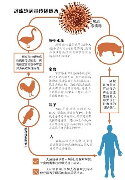 揭秘禽流感传播途径 如何“从禽到人”？