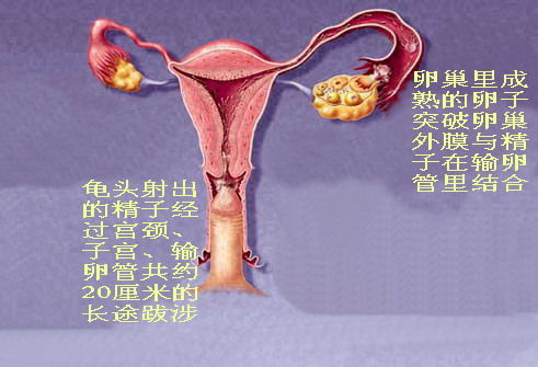 揭秘:女性生殖系统(图)|女性生殖器官|女性激素