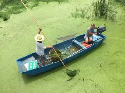 西流湖湖面被水藻覆盖已捞出40多吨预计本周捞完