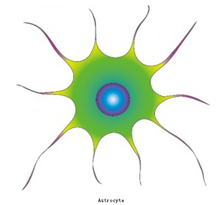 让你认识新事物的脑电波 新事物,脑电波,星形胶质细胞 -凤凰创新频道-凤凰网