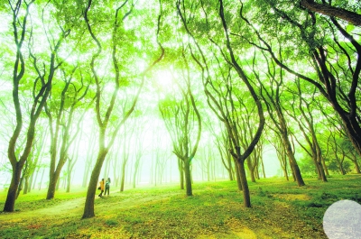 博主“@按快门的孙折命”（实名孙哲明）拍摄的“梦幻东湖”。 