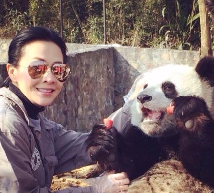 刘嘉玲晒与熊猫玩耍照 网友：女神真美(图)