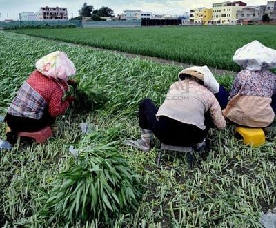 冯提莫收入多少_一亩地一年收入多少