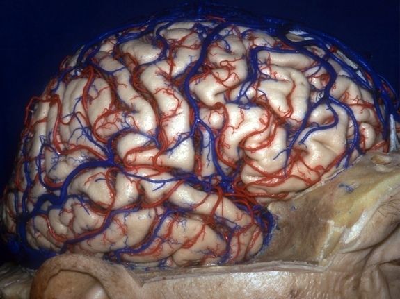 胆小慎入人类大脑的三维解剖图